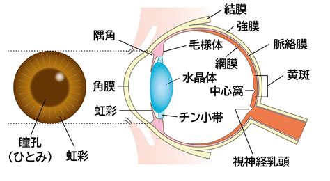 眼球形狀|10秒認識眼球構造